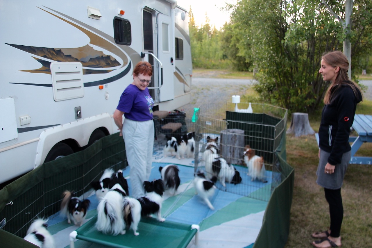 Brenda und das kläffende Dutzend | push:RESET