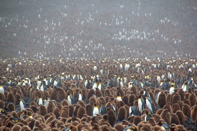 Pinguine soweit das Auge reicht in der Bucht von Salisbury Plain