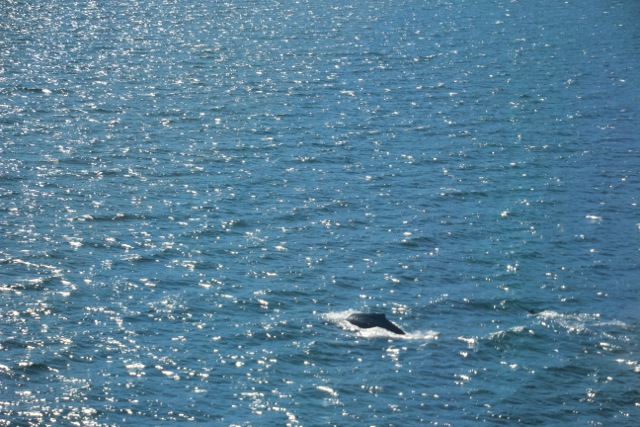 Buckelwale begleiten eine zeitlang die Fähre  