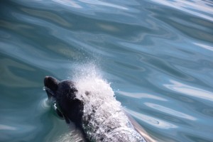 die Delfine tauchen ganz dicht am Katamaran auf