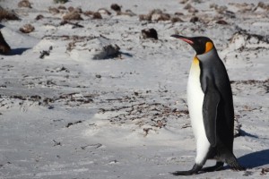 Strandinspektion eines Königspinguins