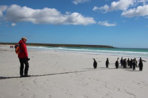 auch Pinguine sind sehr neugierig