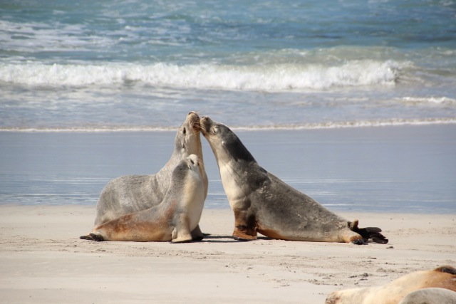 Seelöwen auf dem Sand der Seal-Bay