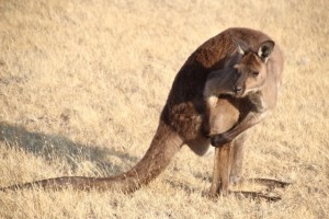 Ein Känguru betreibt Fellpflege