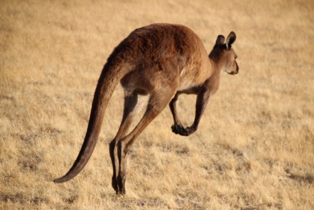 über die Wiese hinter den Büschen hüpft ein Kangaroo-Island-Känguru