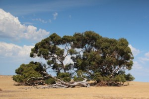 In Gum-Trees wie diesem suchen Kängurus oft Schutz vor der Hitze des Tages